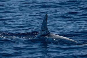 Risso Delfin im Azoren Insel foto