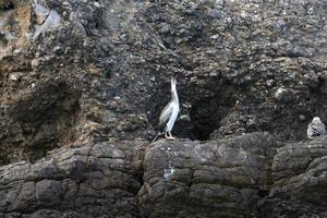 europäisch Shag Zwerg Koromorant Phalacrocorax Vogel foto