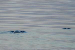 Neugeborene Kalb Selten Gans Schnabel Wal Delfin ziphius cavirostris foto