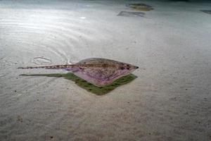 Stachelrochen auf der Meeresoberfläche foto