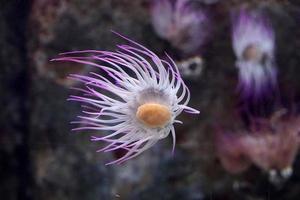 Mittelmeer-Seeanemone rosa fluoreszierend foto