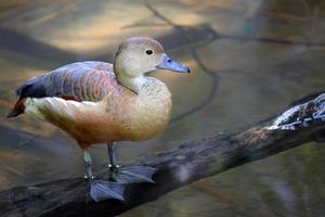 kleinere pfeifende Ente thront auf einem Ast im Wasser foto