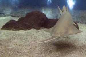 Sägefisch unter Wasser Nahaufnahme Detail foto