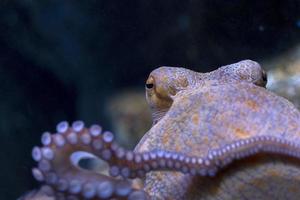 Oktopus unter Wasser Nahaufnahme Porträt foto
