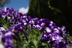lila Blume im Frühling foto