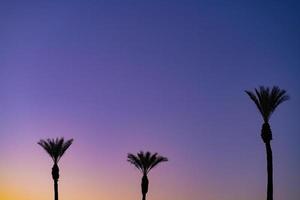 Palmen in einem lila Sonnenuntergang foto