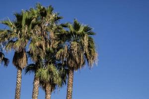 Palmen an einem sonnigen Tag mit einem blauen Himmel