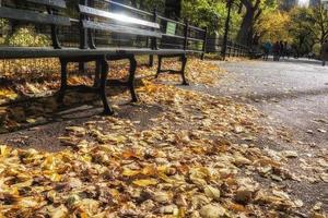 Herbstlaub im Central Park