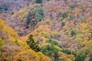 Wald auf einem Berg im Herbst