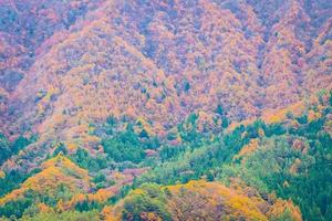 Wald auf einem Berg im Herbst foto