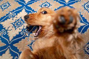 Nein Gewalt auf ein Hündchen Hund Cocker Spaniel foto
