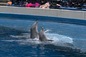 Madrid, Spanien - - April 1 2019 - - das Delfin Show beim Aquarium Zoo foto