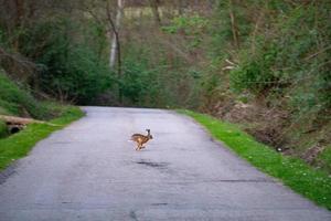 Hase Hase Kreuzung das Straße beim voll Geschwindigkeit foto