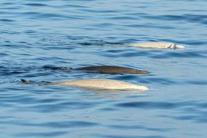 seltener weißer Cuvier-Gänse-Schnabelwal-Delfin Ziphius cavirostris foto