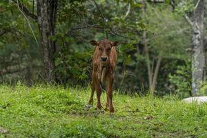 junges Kalb an einen Baum gebunden foto