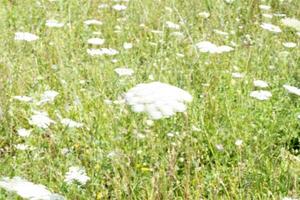 Feld von Ammi Majus. bullwort, queen anne lace, vom wind bewegte laceflower foto