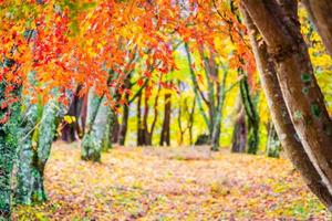 schöner Ahornblattbaum im Herbst foto