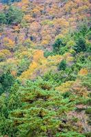 Wald auf einem Berg im Herbst