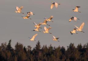 groß Herde von großartig Weiß Reiher - - Ardea alba - - fliegen Über das Wald Kante beim Frühling Morgen foto