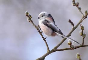 langschwänzig tit - - Aegithalos caudatus - - thront auf blühen Weide Busch Ast im früh Frühling Jahreszeit foto