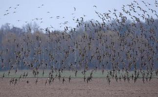 sehr groß Herde von Halskrausen - - Calidris pugnax - - im Flug Über unfruchtbar Land während Frühling Migration foto