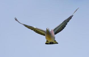 verbreitet Holz Taube - - Columba Palumbus - - eingehend fliegend im Blau Himmel mit gedehnt Flügel foto