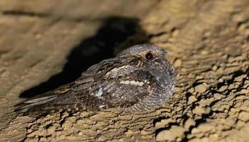 mutig europäisch Ziegenmelker - - Caprimulgus europaeus - - sitzt und ruht auf Wald Straße beim Frühling Nacht foto