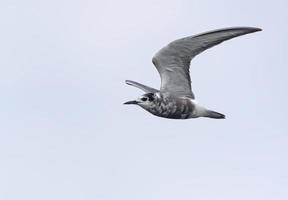 schwarz Seeschwalbe - - chlidonien Niger - - fliegt im Licht Himmel mit angehoben Flügel foto