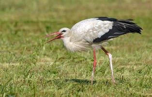 Erwachsene Weiß Storch - - Ciconia Ciconia - - fangen ein Insekt im das Mähen Heu Gras Feld foto