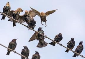 etwas verbreitet Stare im Herde - - sturnus vulgaris - - nehmen heftig Kampf Über das Raum während sitzend auf elektrisch Drähte und Kabel foto