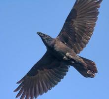 fest Platz Schuss von Erwachsene verbreitet Rabe - - Korvus corax - - hochfliegend im Blau Himmel mit gedehnt Flügel und Schwanz foto