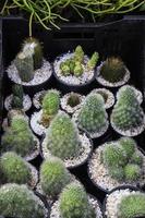 Kaktuspflanzen in Töpfen