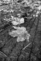 gelbes Blatt im Gras foto