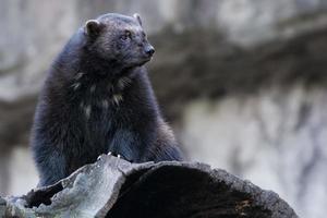 Vielfraß Porträt während Jagd foto