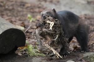 Vielfraß Porträt während Jagd ein Vogel foto