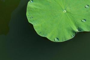 grünes Lotusblatt in einem Teich