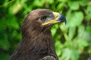 Seitenansicht des großen Greifvogels mit grünem natürlichem Hintergrund foto