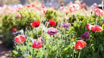 bunte Mohnblumen foto