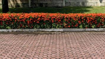 ixora Coccinea Blühen. ixora Blume im Vorderseite von Haus. Reihe von rot schön König ixora oder ixora chinensis. foto