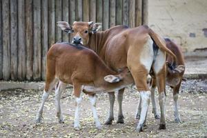 Mutter Kuh und Babys foto