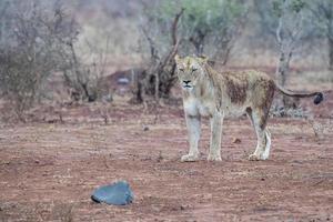 afrikanisch weiblich Löwe Porträt im das Krüger Park Süd Afrika foto