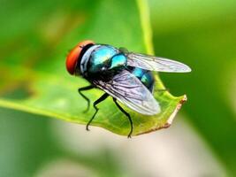 Chrysomya Megazephalie, Mehr häufig bekannt wie das orientalisch Latrine fliegen oder orientalisch Blau Fliege, ist ein Mitglied von das Familie Kalliphoriden. foto