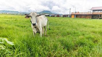 Kuh im grünen Gras foto