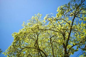 Baum mit Tageslicht Himmel foto