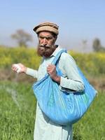 Gelb Raps im das Feld, Raps Blüte. Raps Anbau foto