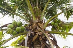 Kokosnuss auf Baum foto