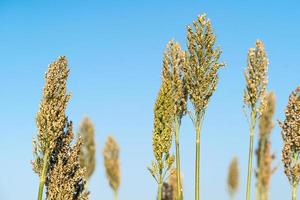 Sorghum- oder Hirseagent blauer Himmel foto