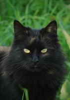 ein schönes schwarzes streunendes Katzenporträt foto