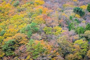 bunter Wald am Berg foto