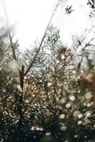 Kiefer mit Bokeh und hellem Himmel foto